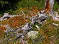 Zirbenschlange und leuchtende Sträucher